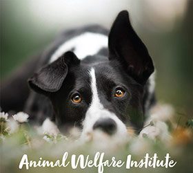 AnimalWelfareInstitute